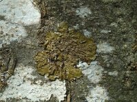 Melanelia subaurifera 2, Verstopschildmos, Saxifraga-Jan van der Straaten