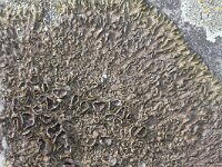 Neofuscelia verruculifera