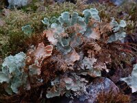 Nephroma arcticum, Arctic Kidney Lichen
