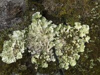 Nephroma arcticum 12, Saxifraga-Willem van Kruijsbergen