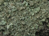 Parmelia saxatilis 19, Blauwgrijs steenschildmos, Saxifraga-Jan van der Straaten