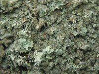 Parmelia saxatilis 20, Blauwgrijs steenschildmos, Saxifraga-Jan van der Straaten