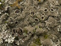 Parmelia saxatilis 5, Blauwgrijs steenschildmos, Saxifraga-Willem van Kruijsbergen