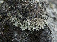 Parmelia sulcata 15, Gewoon schildmos, Saxifraga-Jan van der Straaten