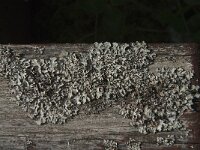 Parmelia sulcata 16, Gewoon schildmos, Saxifraga-Jan van der Straaten