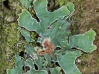 Parmelia sulcata 01, Gewoon schildmos, AHB  Parmelia sulcata, Gewoon schildmos Hardenberg op 10 jan 2018 Vaiidatie waarneming.nl  Arno van der Pluijm