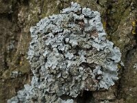 Parmelia sulcata 03, Gewoon schildmos, AHB  Gewoon Schildmos - Parmelia sulcata Hardenberg-Heemse op 31 maart 2018 Validatie Arno van der Pluijm Zie: https://waarneming.nl/waarneming/view/150176076