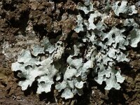 Parmelia sulcata 2, Gewoon schildmos, Saxifraga-Jan van der Straaten