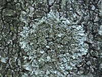 Parmelia sulcata 20, Gewoon schildmos, Saxifraga-Willem van Kruijsbergen