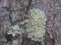 Parmotrema chinense 2, Groot schildmos, Saxifraga-Jan C van der Straaten