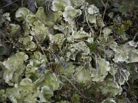 Peltigera aphthosa 3, Saxifraga-Willem van Kruijsbergen