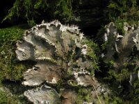 Peltigera canina 1, Groot leermos, Saxifraga-Rutger Barendse