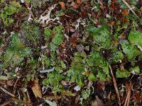Peltigera leucophlebia