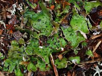 Peltigera leucophlebia 2, Saxifraga-Willem van Kruijsbergen