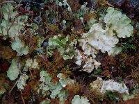 Peltigera leucophlebia 6, dry form, Saxifraga-Willem van Kruijsbergen