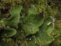 Peltigera leucophlebia 7, Saxifraga-Willem van Kruijsbergen