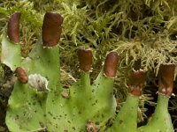 Peltigera leucophlebia 8, Saxifraga-Willem van Kruijsbergen
