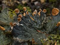 Peltigera membranacea