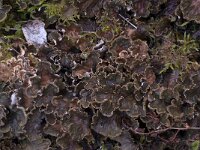 Peltigera praetextata