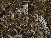 Peltigera rufescens 2, Klein leermos, Saxifraga-Jan van der Straaten