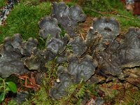 Peltigera scabrosa