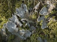 Peltigera sp