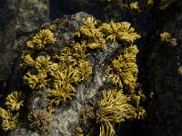 Pelvetia canaliculata