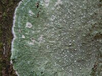 Pertusaria albescens