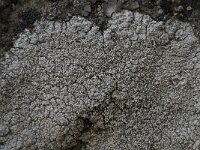 Pertusaria corallina