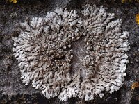 Phaeophyscia orbicularis