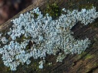 Physcia caesia 01, Stoeprandvingermos, AHB  Stoeprandvingermos - Physcia caesia Hardenberg op 17 Februari 2018 Validatie waarneming.nl Zie: https://waarneming.nl/waarneming/view/148586530