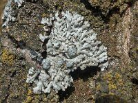 Physcia caesia 02, Stoeprandvingermos, AHB  Stoeprandvingermos , Physcia caesia Hardenberg-Heemse op 12 maart 2018 Validatie Peter Kroon Zie: https://waarneming.nl/waarneming/view/149441434