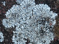 Physcia caesia 04, Stoeprandvingermos, AHB  Stoeprandvingermos - Physcia caesia Tubbergen op 10 april 2018 Validatei Henk-Jan van der Kolk Zie: https://waarneming.nl/waarneming/view/150683943