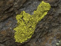 Pleopsidium chlorophanum