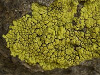 Pleopsidium chlorophanum 3, Saxifraga-Willem van Kruijsbergen