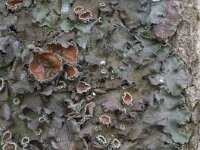 Pleurosticta acetabulum 4, Olijfschildmos, Saxifraga-Willem van Kruijsbergen