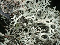 Pseudevernia furfuracea 4, Purper geweimos, Saxifraga-Jan van der Straaten