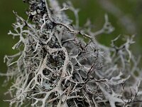 Pseudevernia furfuracea 5, Purper geweimos, Saxifraga-Willem van Kruijsbergen