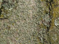 Punctelia subrudecta 2, Gestippeld schildmos, Saxifraga-Jan van der Straaten