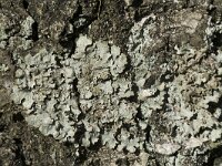 Punctelia subrudecta 2, Gestippeld schildmos, Saxifraga-Willem van Kruijsbergen