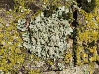 Punctelia subrudecta 5, Gestippeld schildmos, Saxifraga-Jan van der Straaten