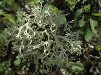 Ramalina farinacea