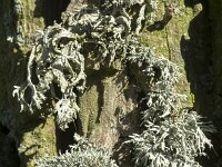 Ramalina farinacea 12, Melig takmos, Saxifraga-Willem van Kruijsbergen
