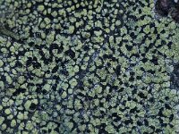 Rhizocarpon geographicum