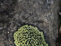 Rhizocarpon geographicum 13, Gewoon landkaartmos, Saxifraga-Rutger Barendse