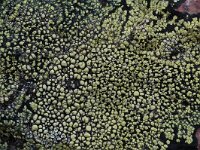 Rhizocarpon geographicum 3, Gewoon landkaartmos, Saxifraga-Willem van Kruijsbergen