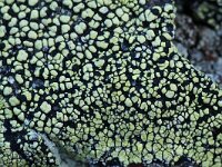 Rhizocarpon geographicum 4, Gewoon landkaartmos, Saxifraga-Willem van Kruijsbergen