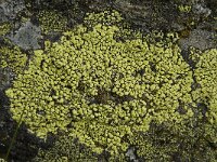 Rhizocarpon geographicum 8, Gewoon landkaartmos, Saxifraga-Willem van Kruijsbergen