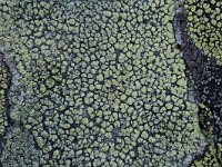 Rhizocarpon lecanorinum