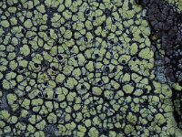 Rhizocarpon lecanorinum 2, Klein landkaartmos, Saxifraga-Willem van Kruijsbergen